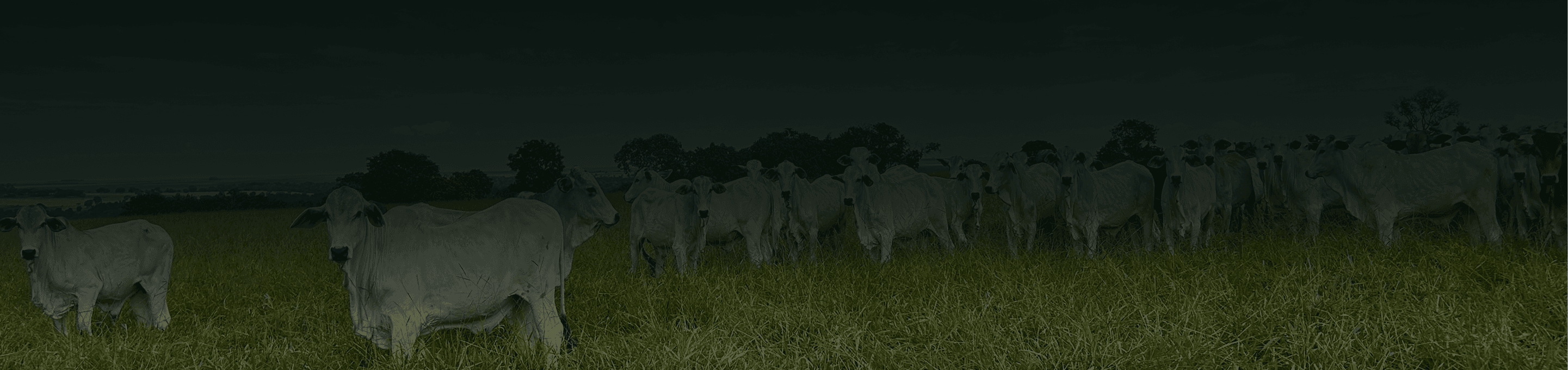 Fundo da seção CTA